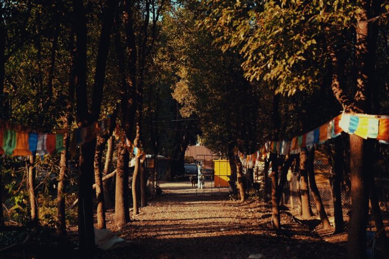 Festiwale muzyczne w PRL – Opole, Jarocin i ich znaczenie